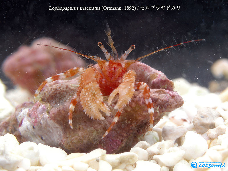 セルプラヤドカリ/Lophopagurus triserratus