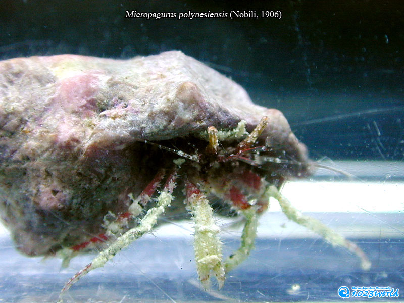 和名未定/Micropagurus polynesiensis