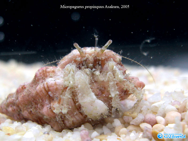 和名未定/Micropagurus propinquus