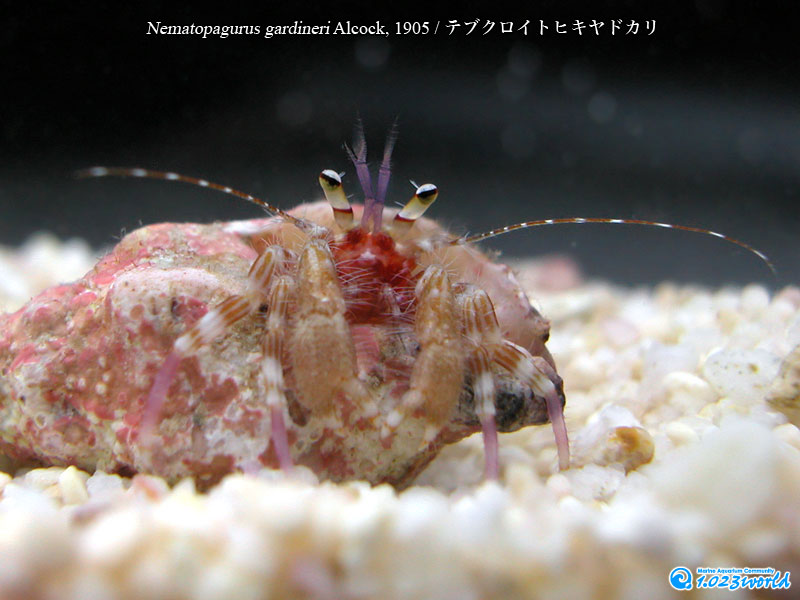 テブクロイトヒキヤドカリ/Nematopagurus gardineri