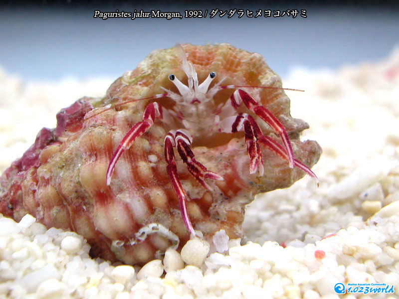 ダンダラヒメヨコバサミ/Paguristes jalur