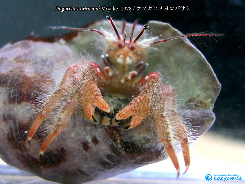 ケブカヒメヨコバサミ/Paguristes ortmanni