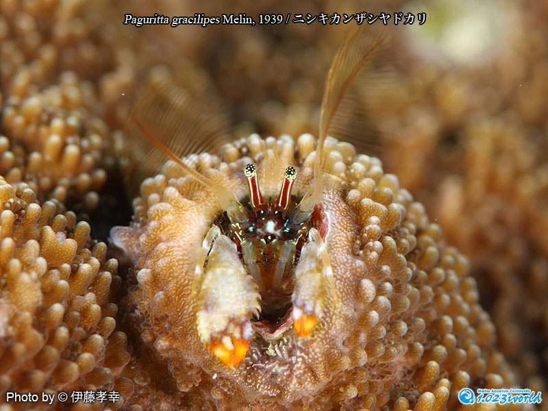 ニシキカンザシヤドカリ/Paguritta gracilipes