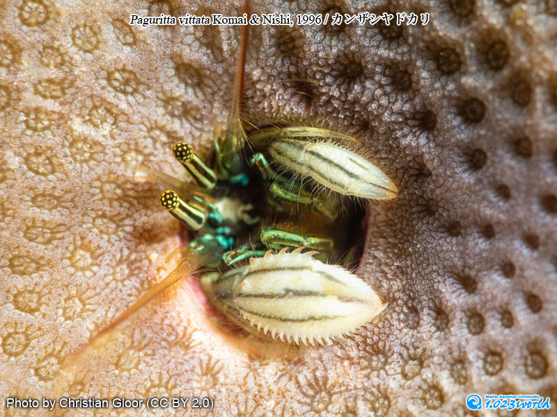 カンザシヤドカリ/Paguritta vittata