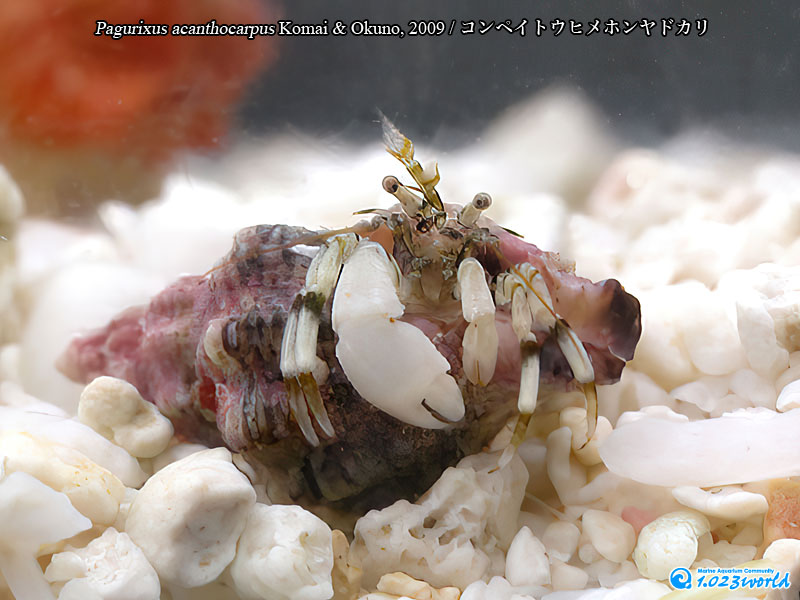 コンペイトウヒメホンヤドカリ/Pagurixus acanthocarpus