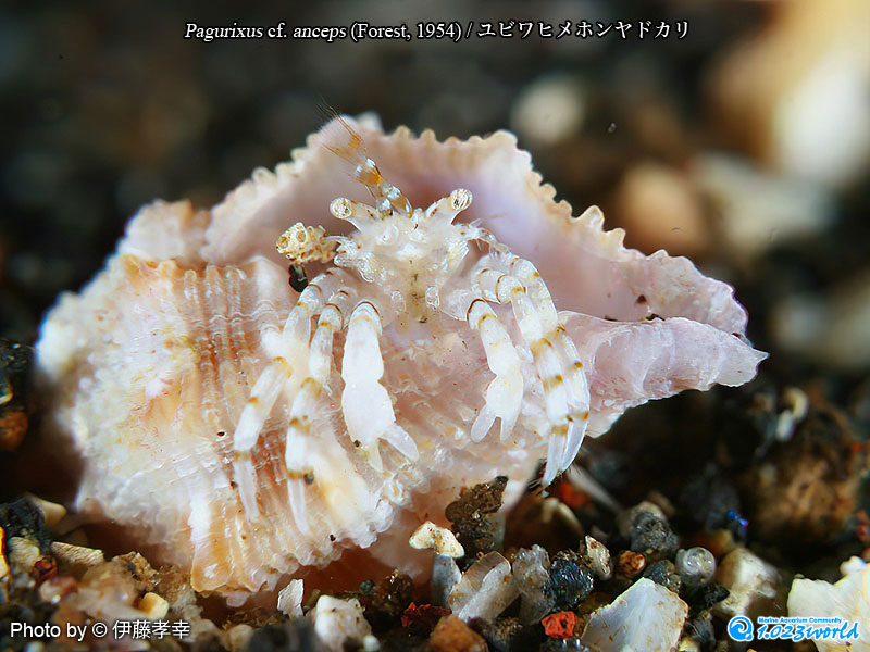 ユビワヒメホンヤドカリ/Pagurixus anceps