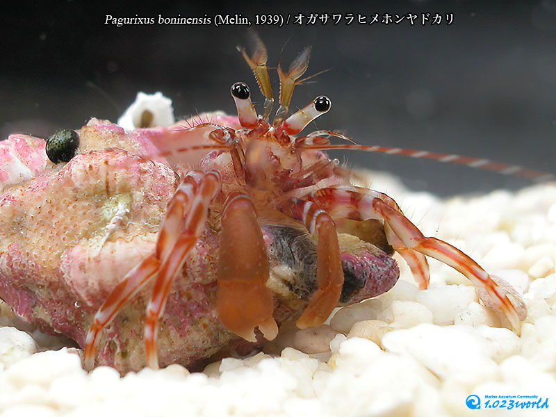 オガサワラヒメホンヤドカリ/Pagurixus boninensis
