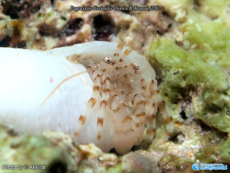 和名未定/Pagurixus dissimilis