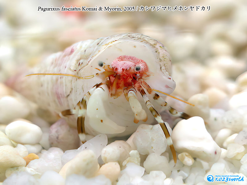 カシワジマヒメホンヤドカリ/Pagurixus fasciatus Komai & Myorin, 2005 [12]