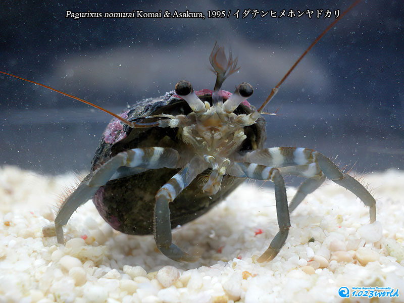 イダテンヒメホンヤドカリ/Pagurixus nomurai