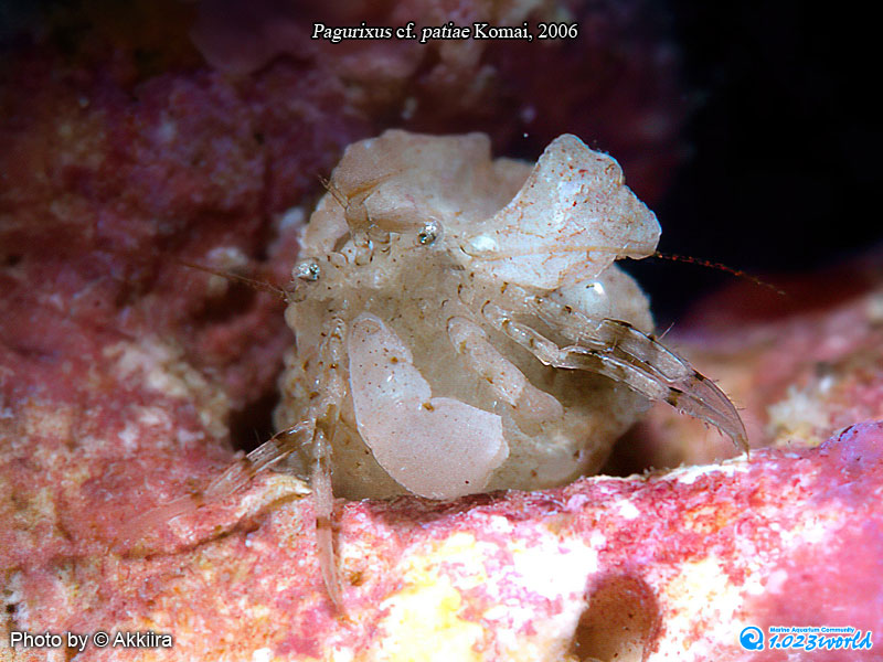 和名未定/Pagurixus patiae