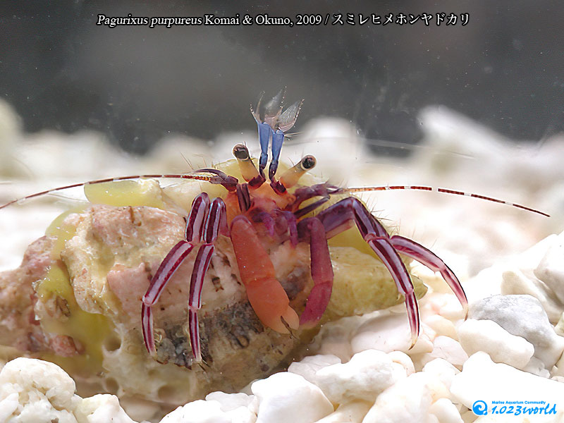 スミレヒメホンヤドカリ/Pagurixus purpureus