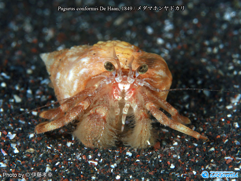 メダマホンヤドカリ/Pagurus conformis