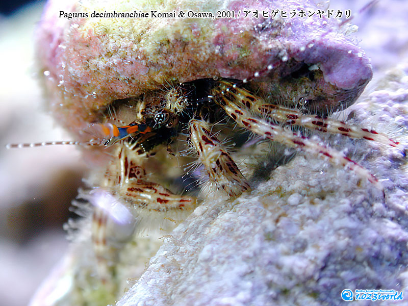 アオヒゲヒラホンヤドカリ/Pagurus decimbranchiae