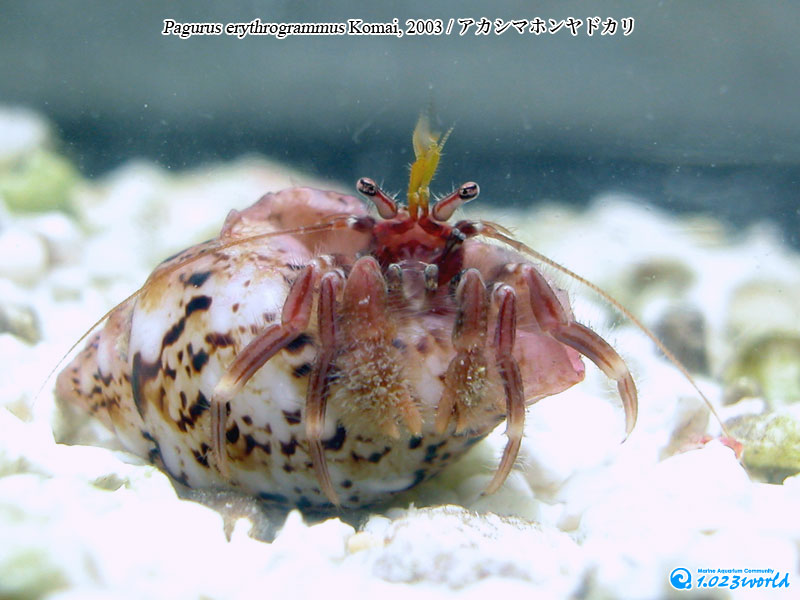 アカシマホンヤドカリ/Pagurus erythrogrammus