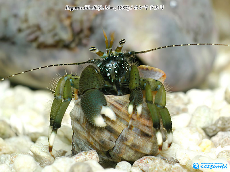 ホンヤドカリ/Pagurus filholi