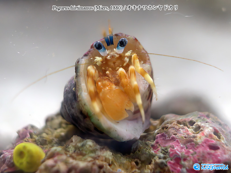 オキナワホンヤドカリ/Pagurus hirtimanus