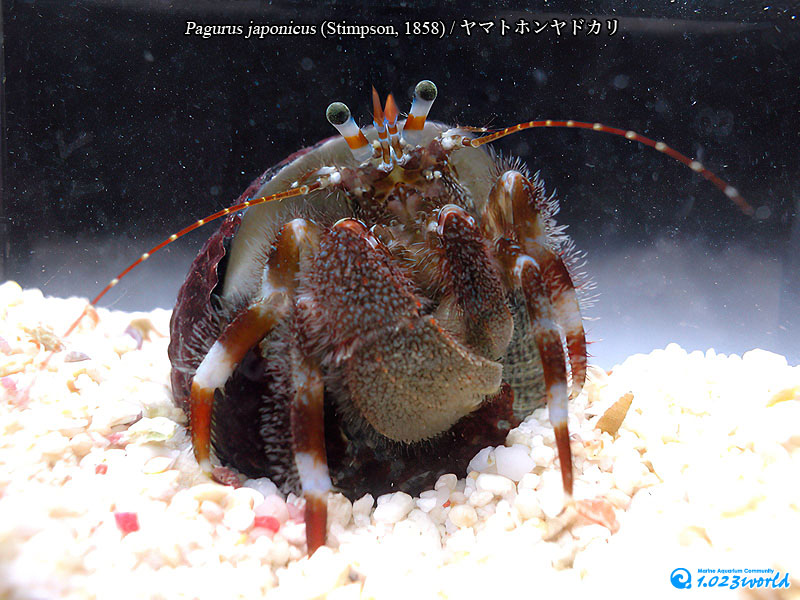 ヤマトホンヤドカリ/Pagurus japonicus