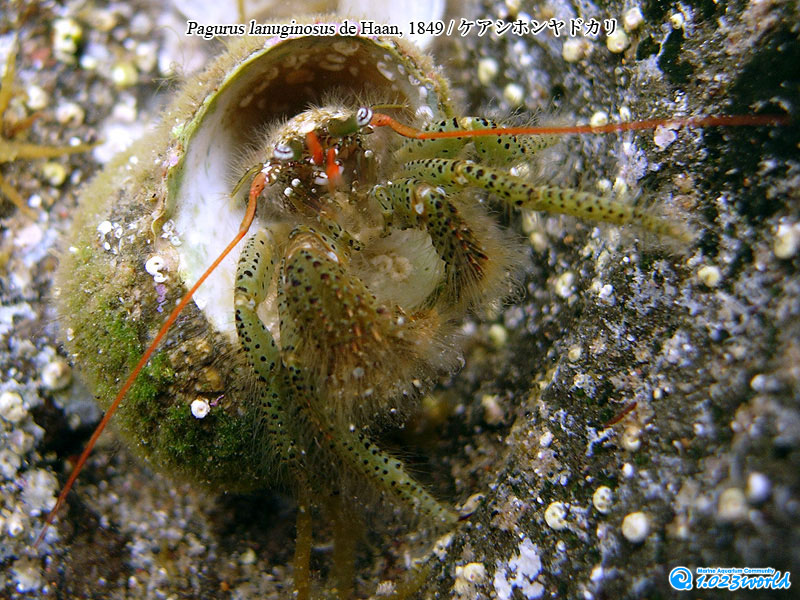 ケアシホンヤドカリ/Pagurus lanuginosus