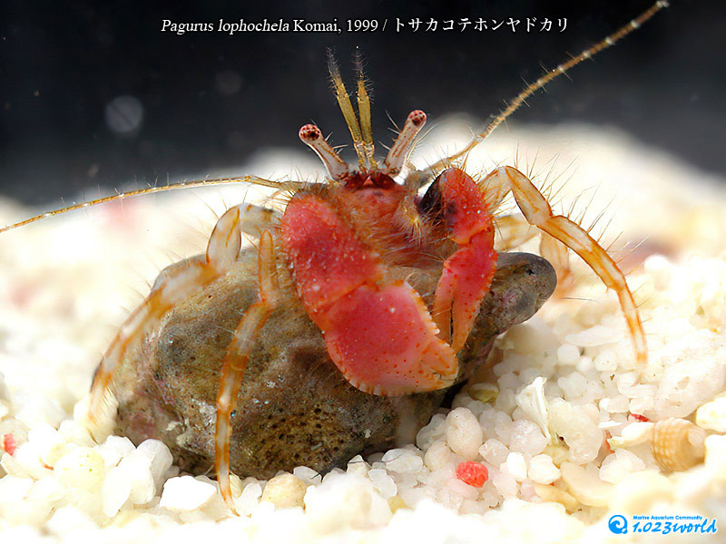 トサカコテホンヤドカリ/Pagurus lophochela