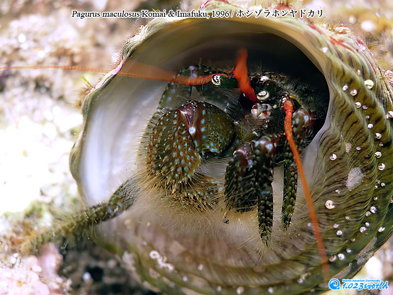 ホシゾラホンヤドカリ/Pagurus maculosus