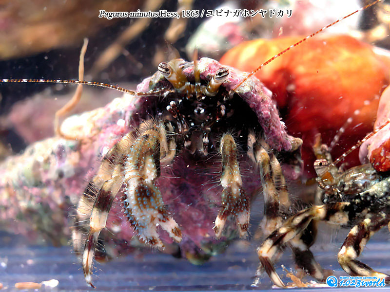 ユビナガホンヤドカリ/Pagurus minutus