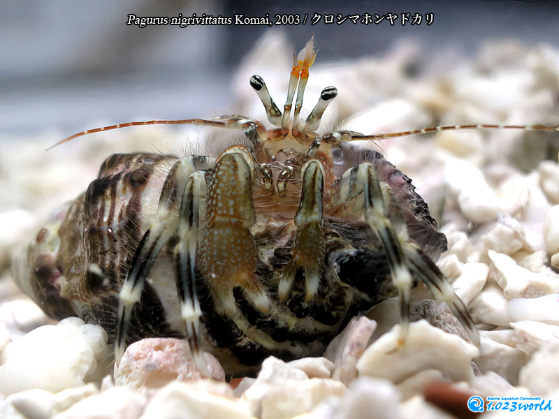クロシマホンヤドカリ/Pagurus nigrivittatus