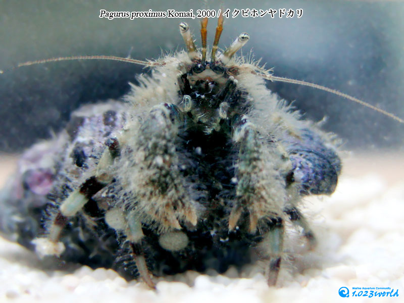イクビホンヤドカリ/Pagurus proximus