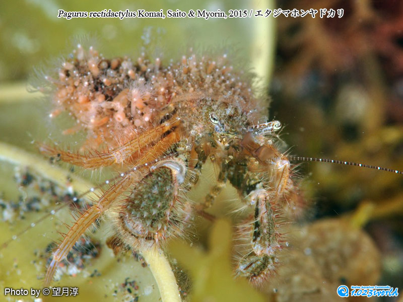 エタジマホンヤドカリ/Pagurus rectidactylus