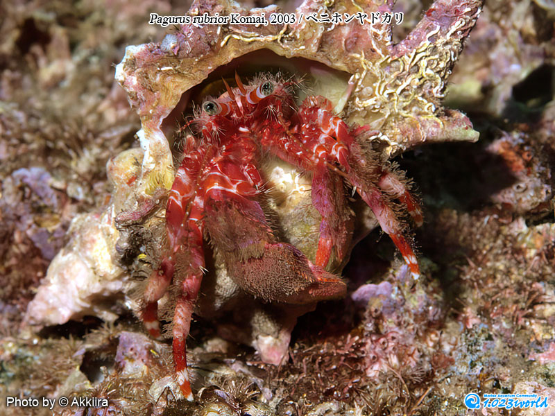 ベニホンヤドカリ/Pagurus rubrior