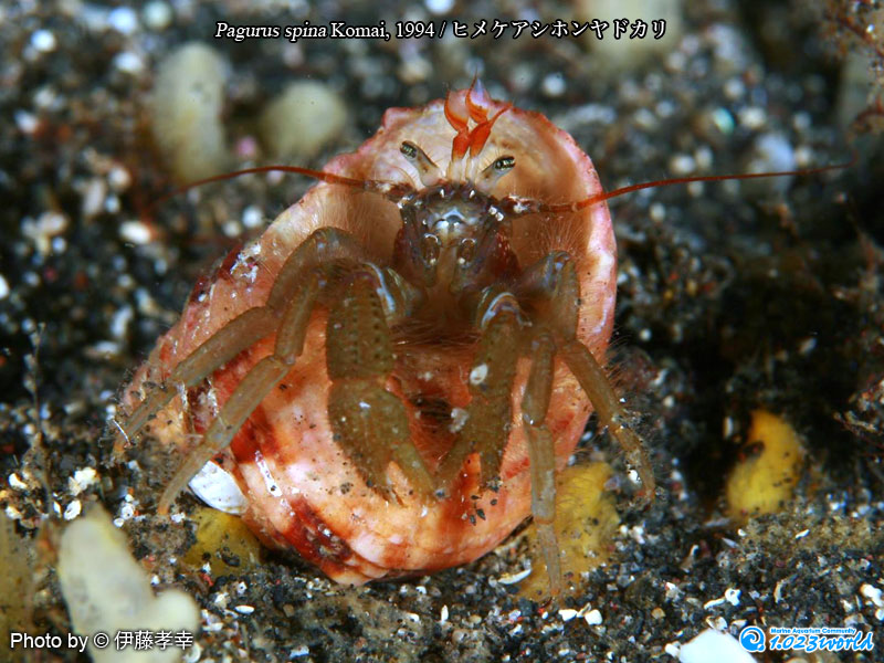 ヒメケアシホンヤドカリ/Pagurus spina