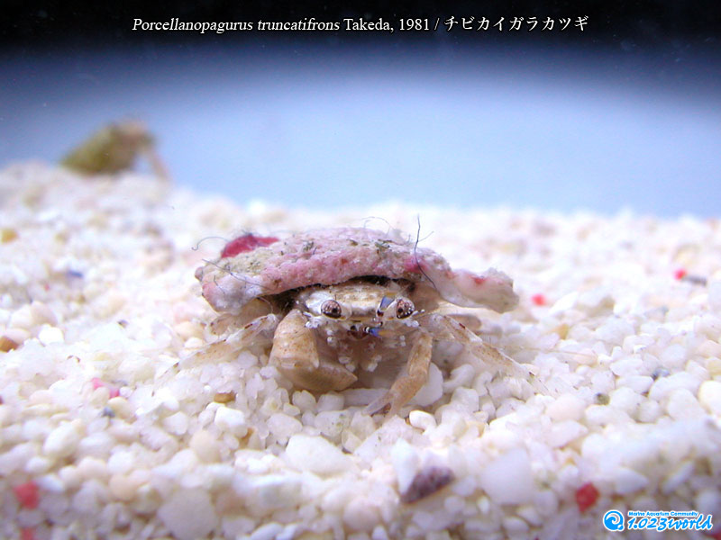 チビカイガラカツギ/Porcellanopagurus truncatifrons