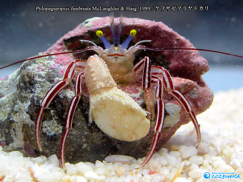 ケフサゼブラヤドカリ/Pylopaguropsis fimbriata