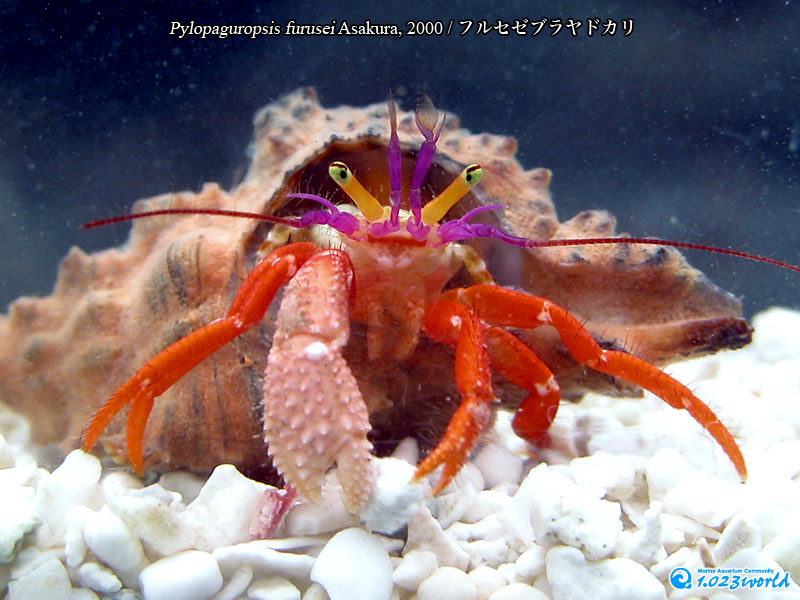 フルセゼブラヤドカリ/Pylopaguropsis furusei