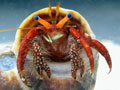 �T���S���R�o�T�~/Clibanarius corallinus