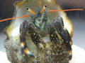 �c�}�L���R�o�T�~/Clibanarius englaucus