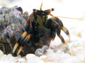�}�_�����R�o�T�~/Clibanarius humilis