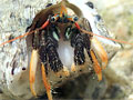 �}�[�O�C���R�o�T�~/Clibanarius merguiensis