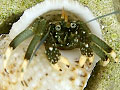 �C�\���R�o�T�~/Clibanarius virescens