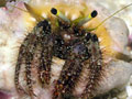 �I�C�������h�J��/Dardanus lagopodes