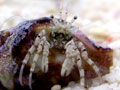 �a������/Diogenes pallescens