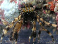 ���r�i�K�z�����h�J��/Pagurus minutus