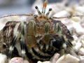 �N���V�}�z�����h�J��/Pagurus nigrivittatus
