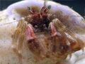 �S�z���A�J�V�}�z�����h�J��/Pagurus quinquelineatus